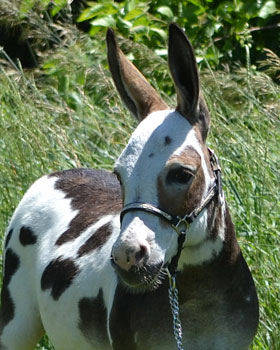Critter Haven Farm Miniature Donkeys